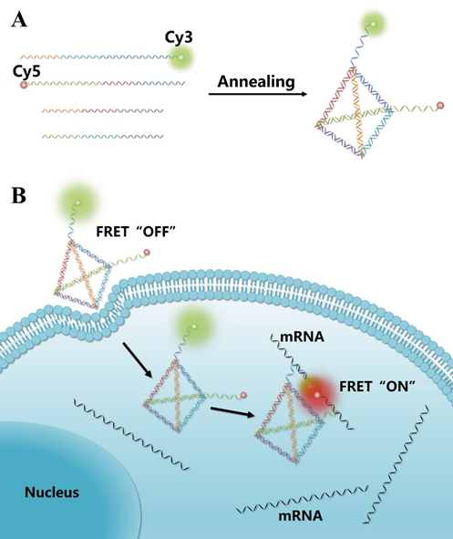DNA纳米探针的合成以及用于细胞内肿瘤相关mRNA成像示意图.png